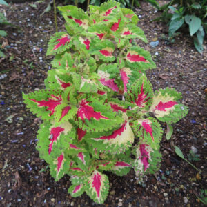 コリウスの赤と黄緑の葉が映える美しい株を上から撮影した写真　Coleus　庭のカラーリーフ