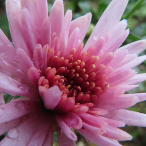 ピンク色のキクの花をマクロで撮影した写真。中心部の筒状花が密集し、花弁には朝露の水滴が付いた瑞々しい菊のアップ構図