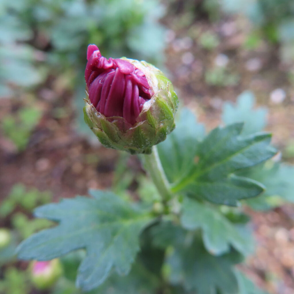 キクの無料（フリー）写真