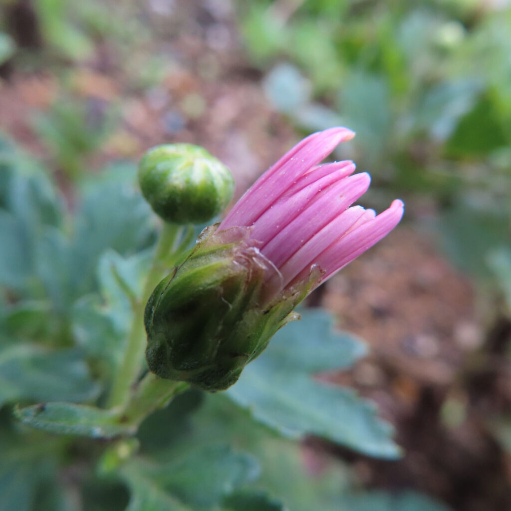 キクの無料（フリー）写真