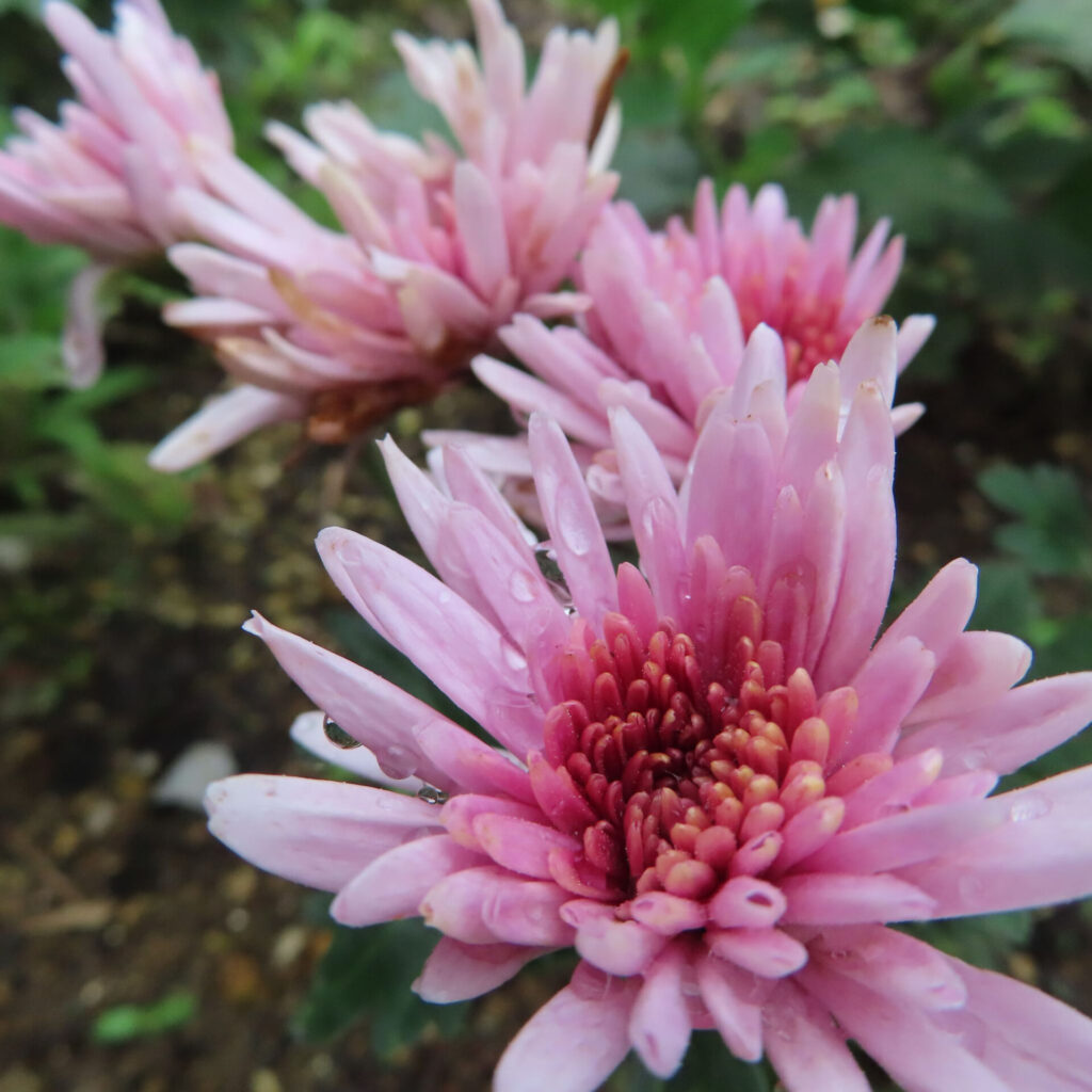 キクの無料（フリー）写真