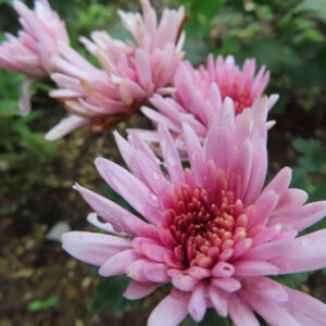 淡いピンク色のキクが数輪並んで咲く様子を接写した写真。手前の花にピントを合わせ、花弁と中心部に付いた水滴が瑞々しく、背景は自然にぼけた構図
