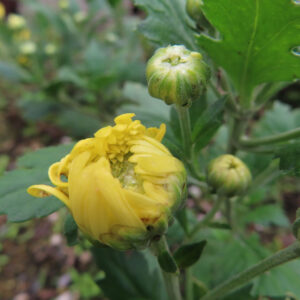 黄色いキクの花が咲き始めた瞬間を捉えたクローズアップ写真。総苞から花弁がのぞき、周囲にはまだ固いつぼみが並ぶ成長途中の菊の様子