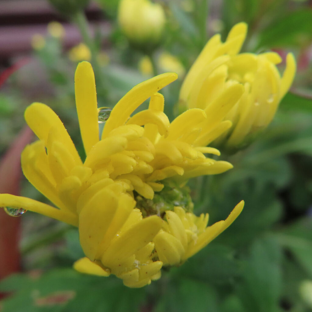 キクの無料（フリー）写真