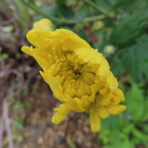 黄色いキクの花が半分ほど開いた状態をクローズアップで撮影した写真。花芯が見え始め、周囲の緑の葉はやわらかくぼけている。