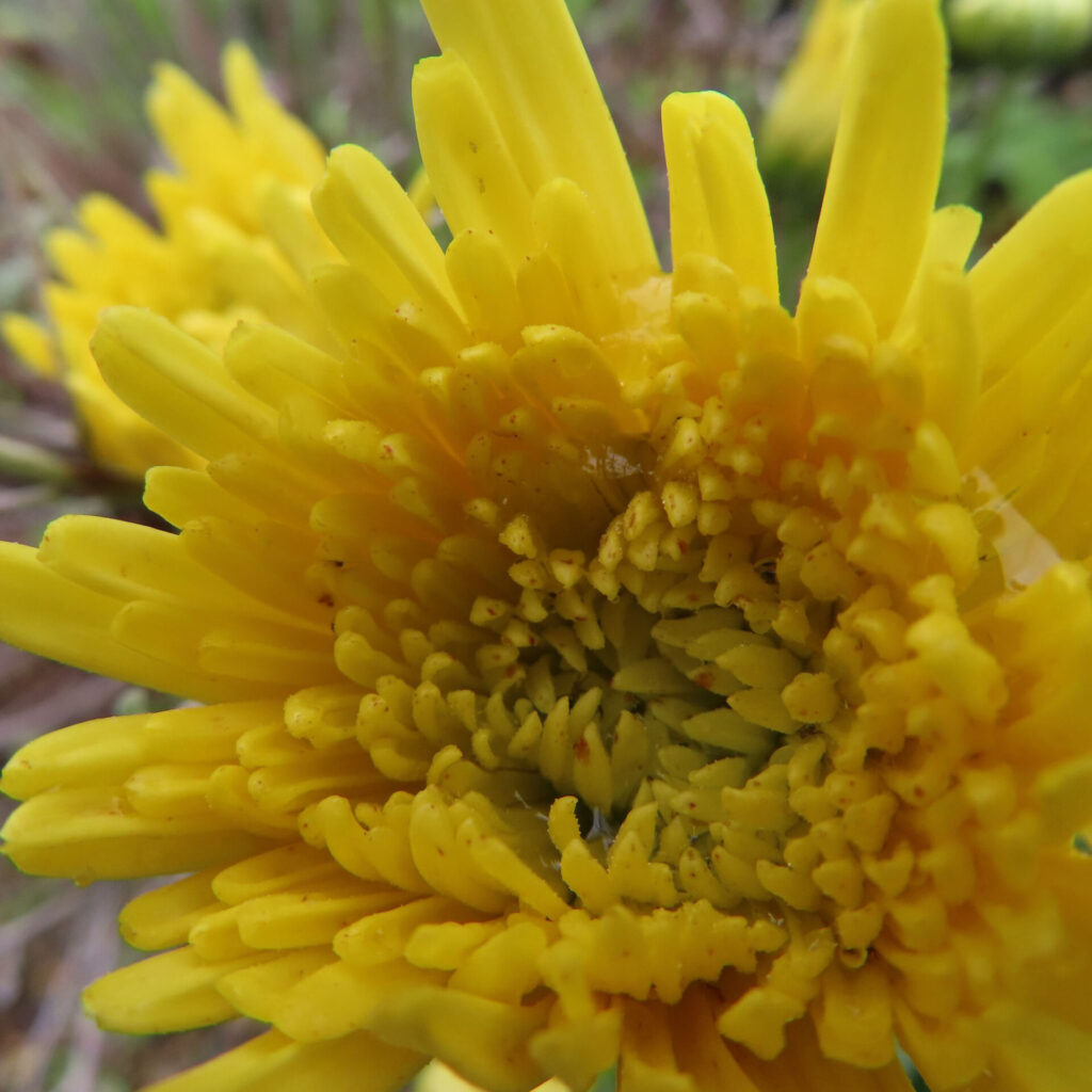 キクの無料（フリー）写真