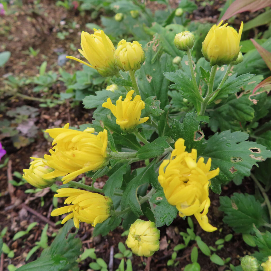 キクの無料（フリー）写真