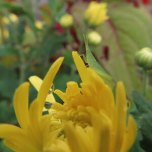 キクの黄色い花をマクロで捉えた写真。花弁に朝露が残り、花の上に小さなバッタがとまっている様子を背景をぼかして写した構図。