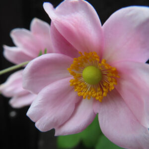 シュウメイギク（秋明菊）の花をクローズアップで撮影した写真。淡いピンク色の花びらが重なり合い、中央の黄緑色の雌しべと黄色い雄しべがくっきりと浮かぶ、背景が暗くぼけた接写構図。