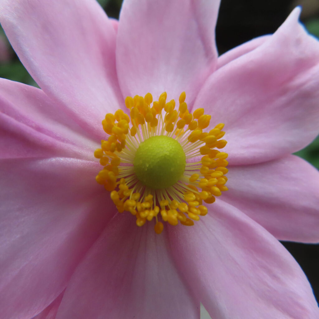 シュウメイギクの無料（フリー）写真