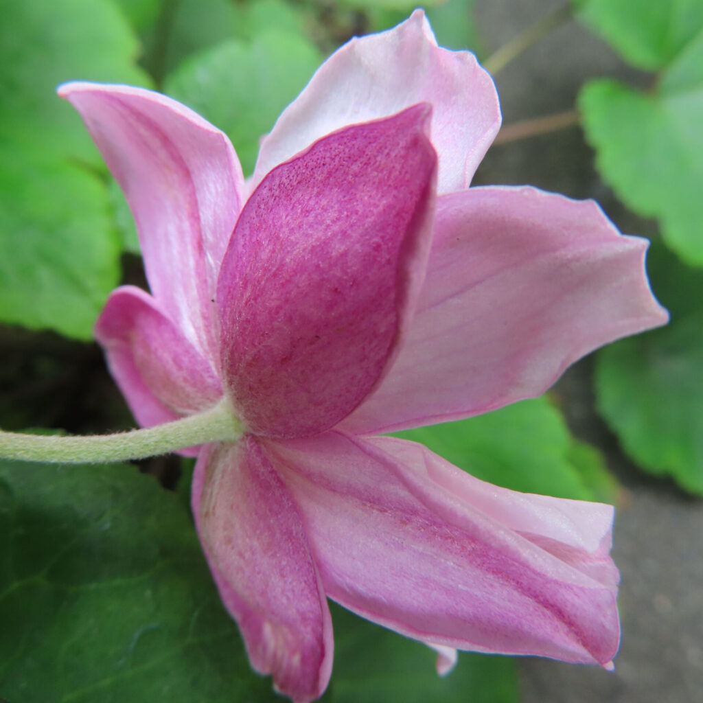 シュウメイギクの無料（フリー）写真