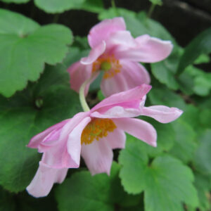 シュウメイギク（秋明菊）の花が二輪並んで下向きに咲く様子を撮影した写真。淡いピンク色の花びらと黄色い花芯がやさしく重なり、背景に丸みのある緑の葉がぼけて広がる自然な構図。