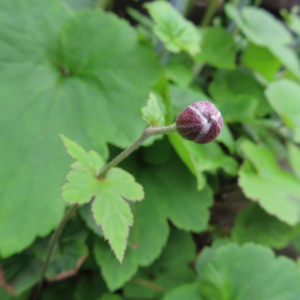 シュウメイギクの無料（フリー）写真