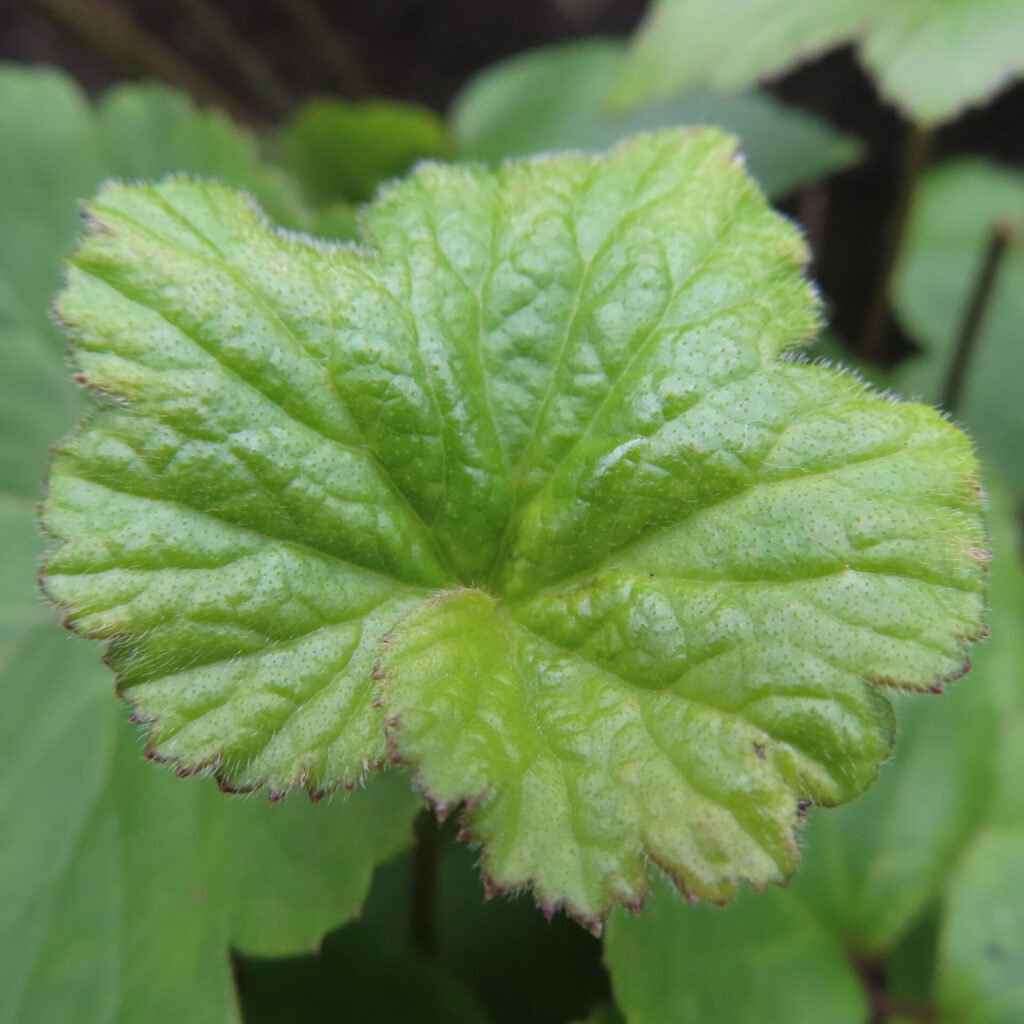 シュウメイギクの無料（フリー）写真