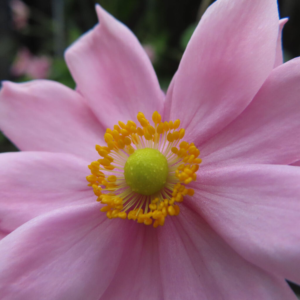 シュウメイギクの無料（フリー）写真