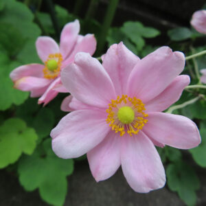 シュウメイギク（秋明菊）の花を2輪捉えた写真。手前に淡いピンク色の花が大きく咲き、奥にもう一輪がぼけて配置され、黄緑色の花芯と黄色い雄しべが際立つ自然な背景構図。