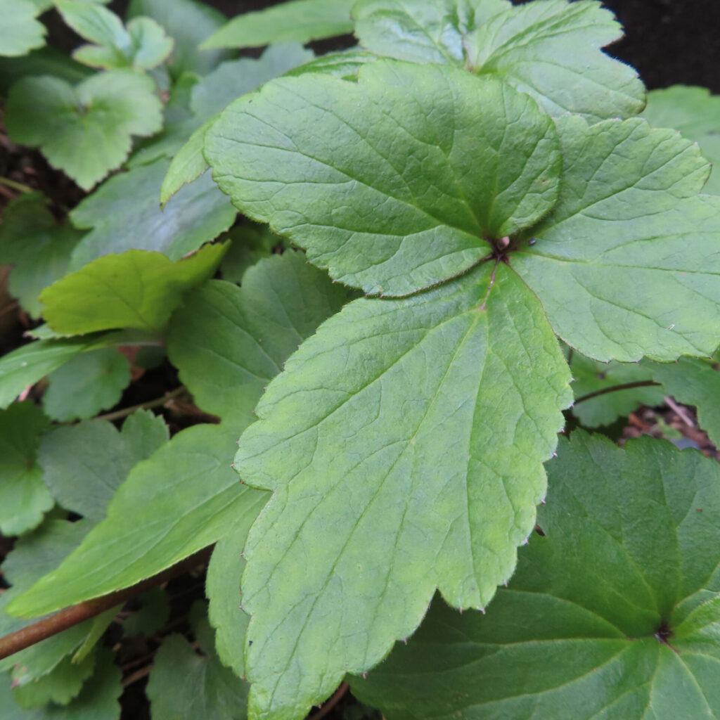 シュウメイギクの無料（フリー）写真