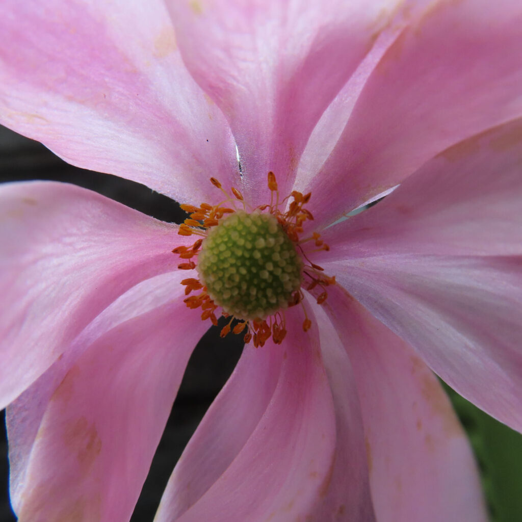 シュウメイギクの無料（フリー）写真