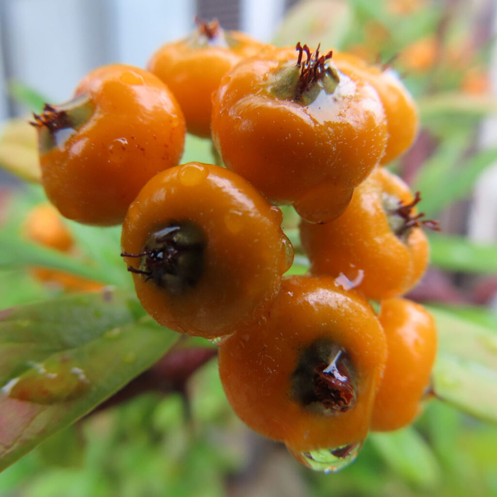日本の庭でピラカンサの橙色の実を雨上がりに超接写で撮影した写真｜水滴が付いた艶のある果実と緑の葉