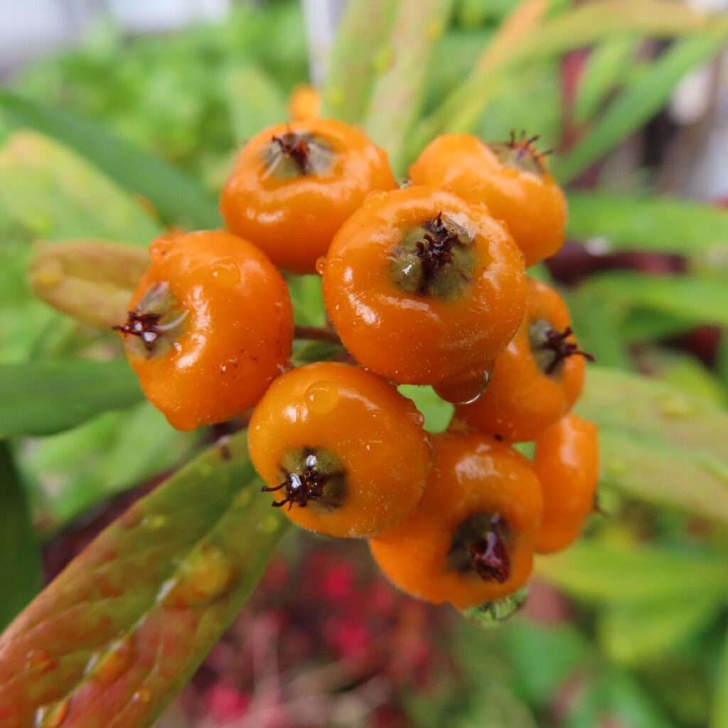 日本の庭でピラカンサの橙色の実を雨上がりに接写した写真｜水滴が付いた果実と緑の葉
