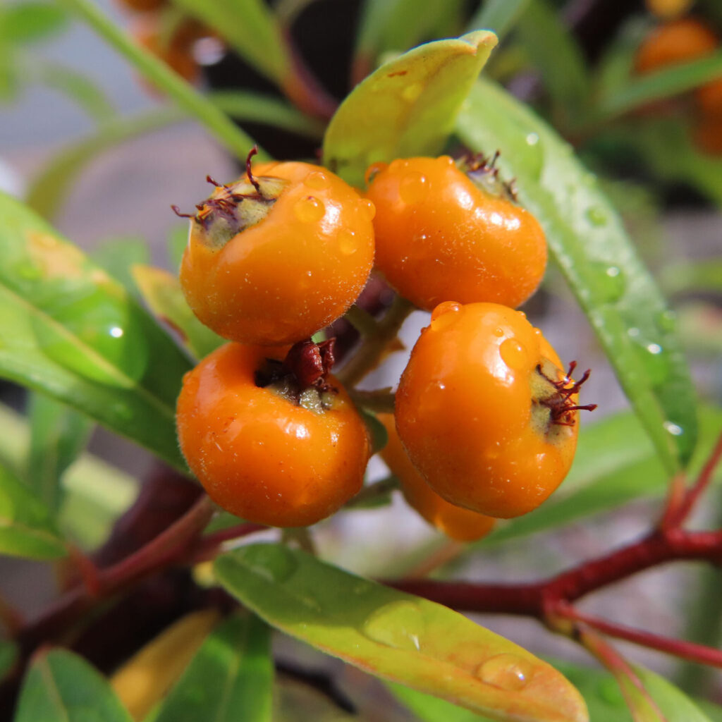 日本の庭でピラカンサの橙色の実を雨上がりに接写した写真｜瑞々しい果実と濡れた葉