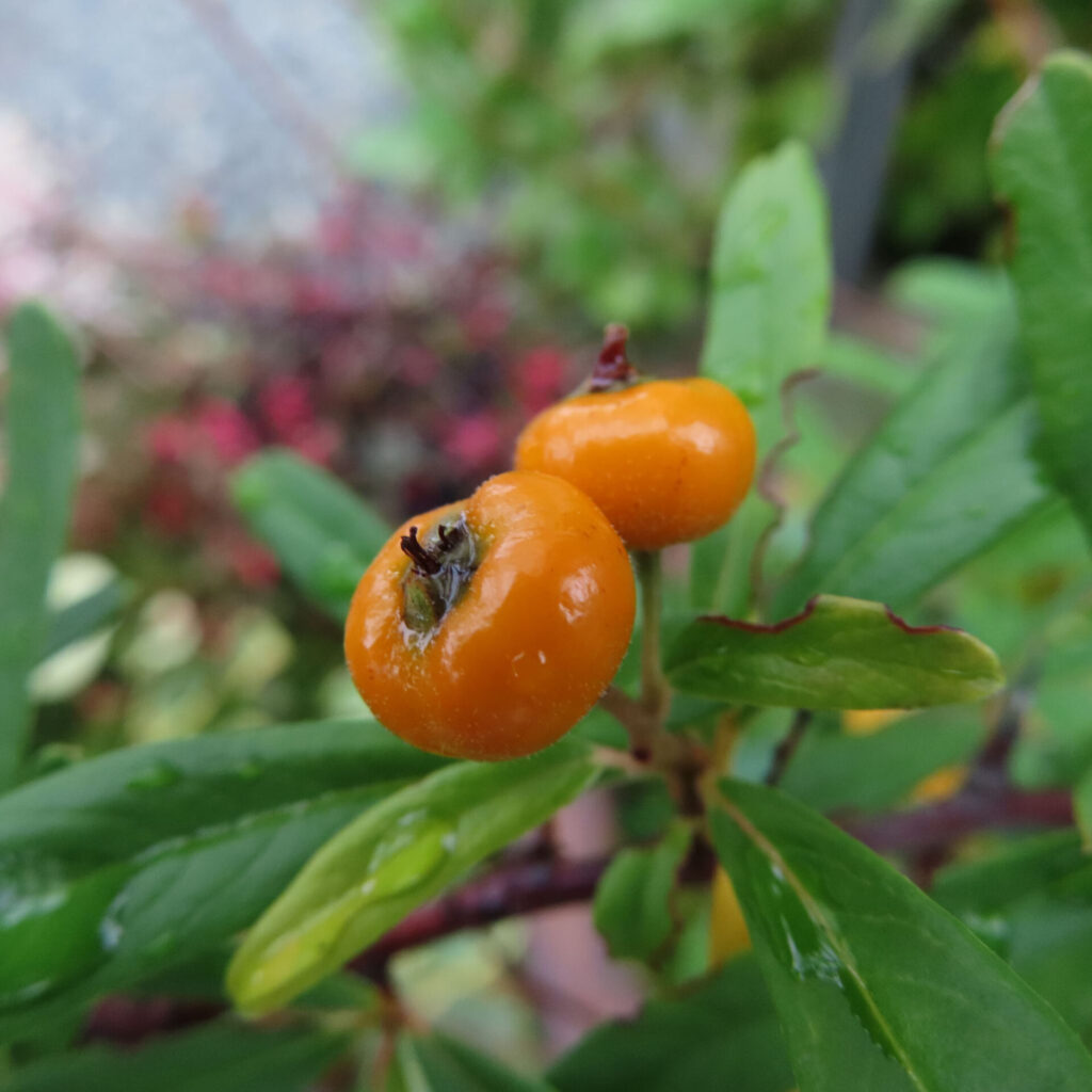 日本の庭でピラカンサの橙色の実を接写した写真｜雨上がりで濡れた葉と果実が輝いている