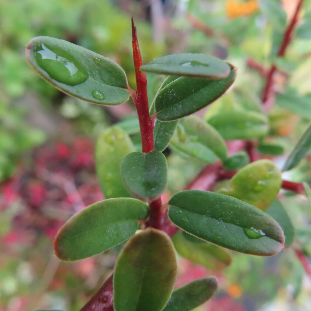 日本の庭でピラカンサの枝先を接写した写真｜雨上がりで赤い枝と濡れた緑の葉に水滴が乗っている
