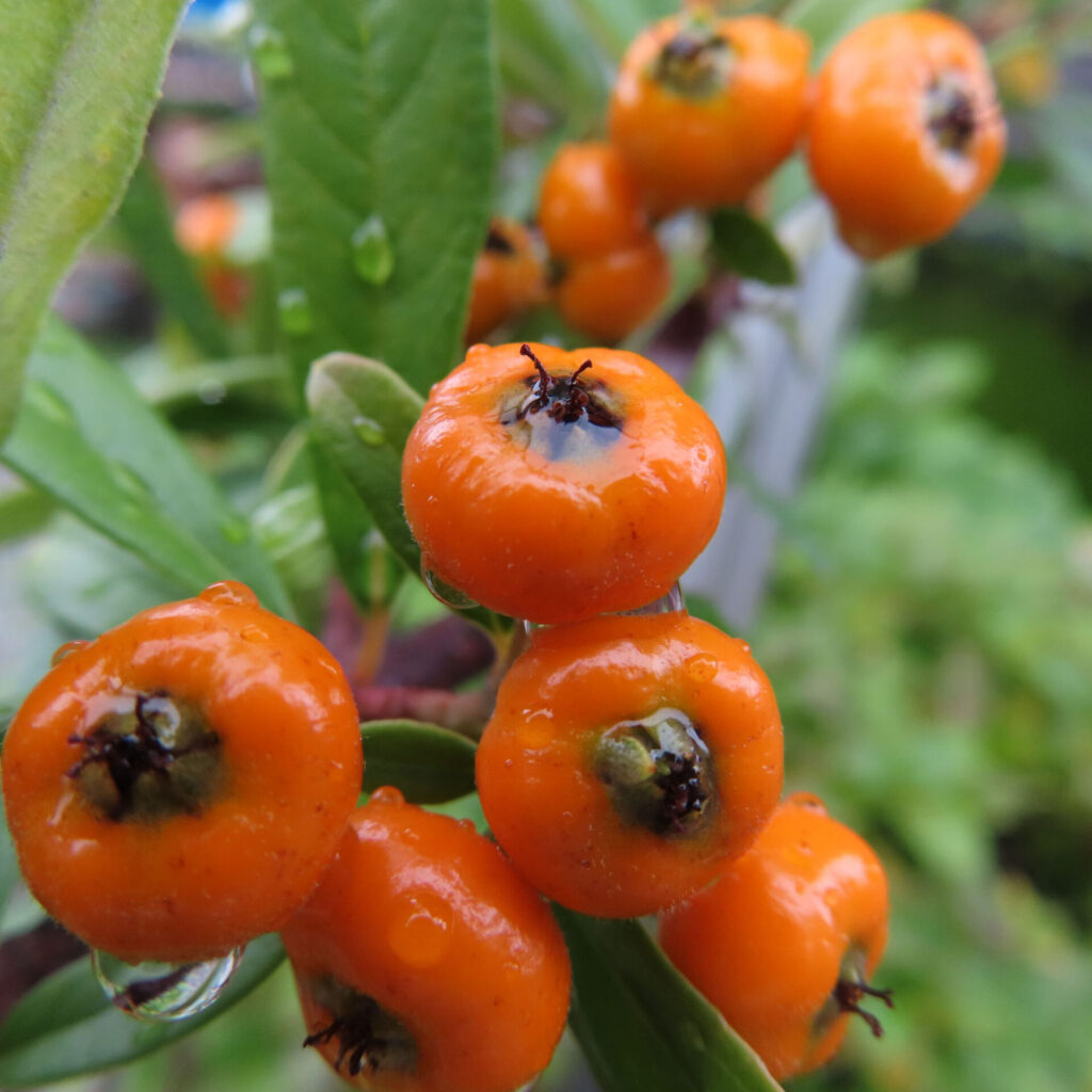 日本の庭でピラカンサの橙色の実を雨上がりに接写した写真｜水滴がついた艶のある果実と緑の葉