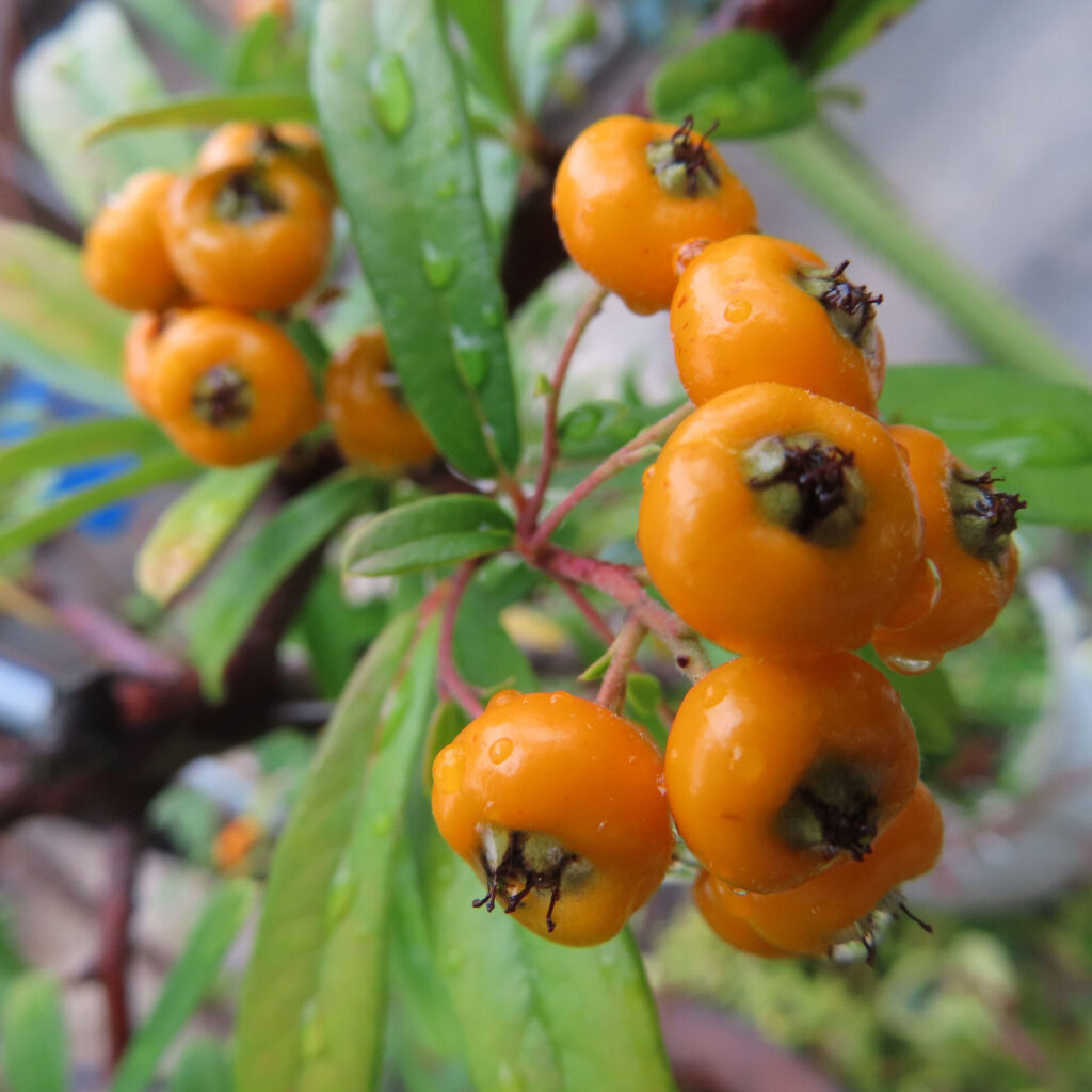 日本の庭でピラカンサの橙色の実を雨上がりに接写した写真｜水滴が付いた果実と濃い緑の葉