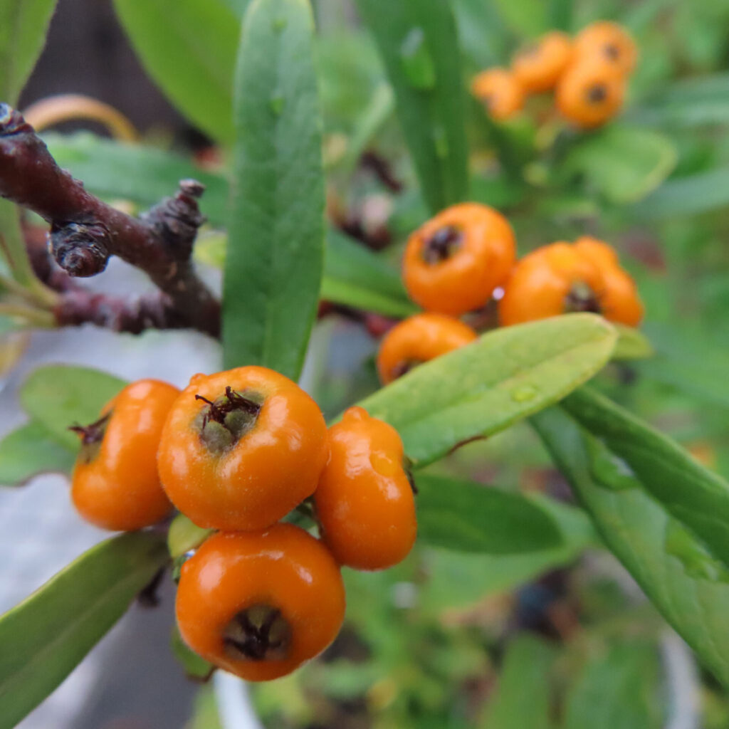 日本の庭でピラカンサの橙色の実を雨上がりに接写した写真｜濡れた果実と細長い緑の葉が映える構図