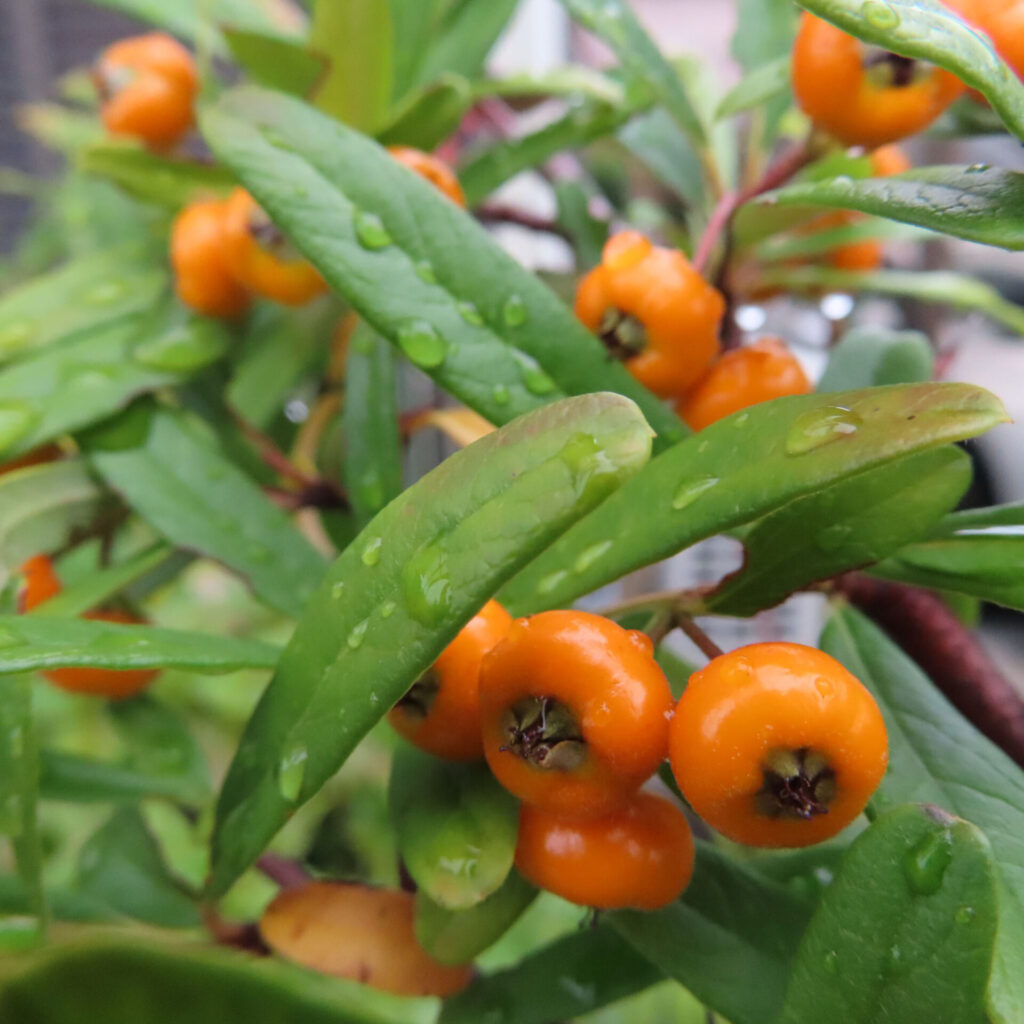 日本の庭でピラカンサの橙色の実と細長い葉を雨上がりに接写した写真｜水滴が付いた果実と葉が瑞々しい