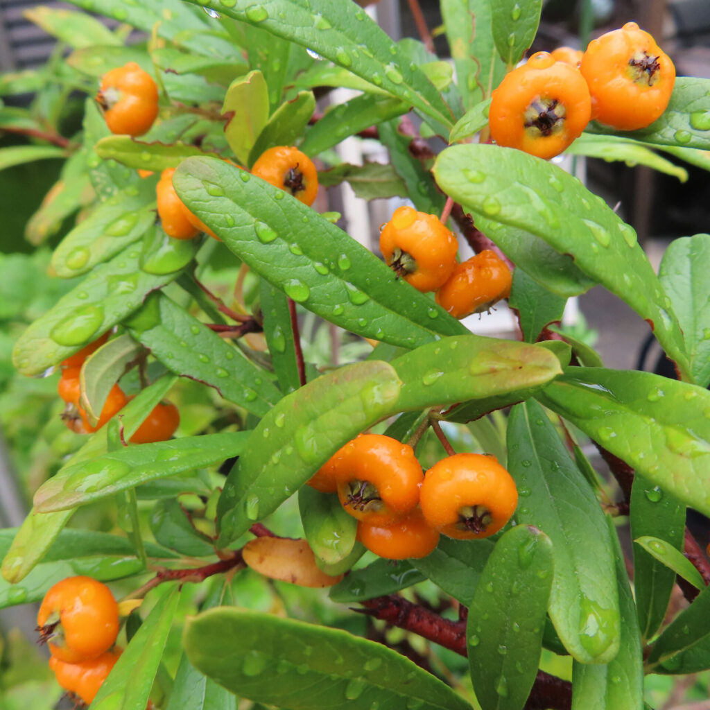 日本の庭でピラカンサの橙色の実と濡れた細長い葉を接写した写真｜雨上がりの水滴が艶やかに光っている