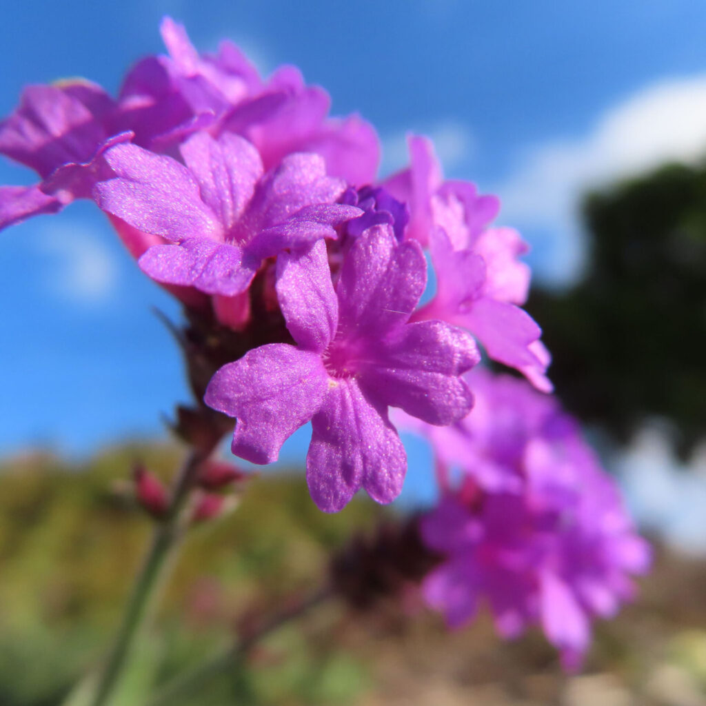 青空を背景に紫色のシュッコンバーベナが咲くクローズアップ写真