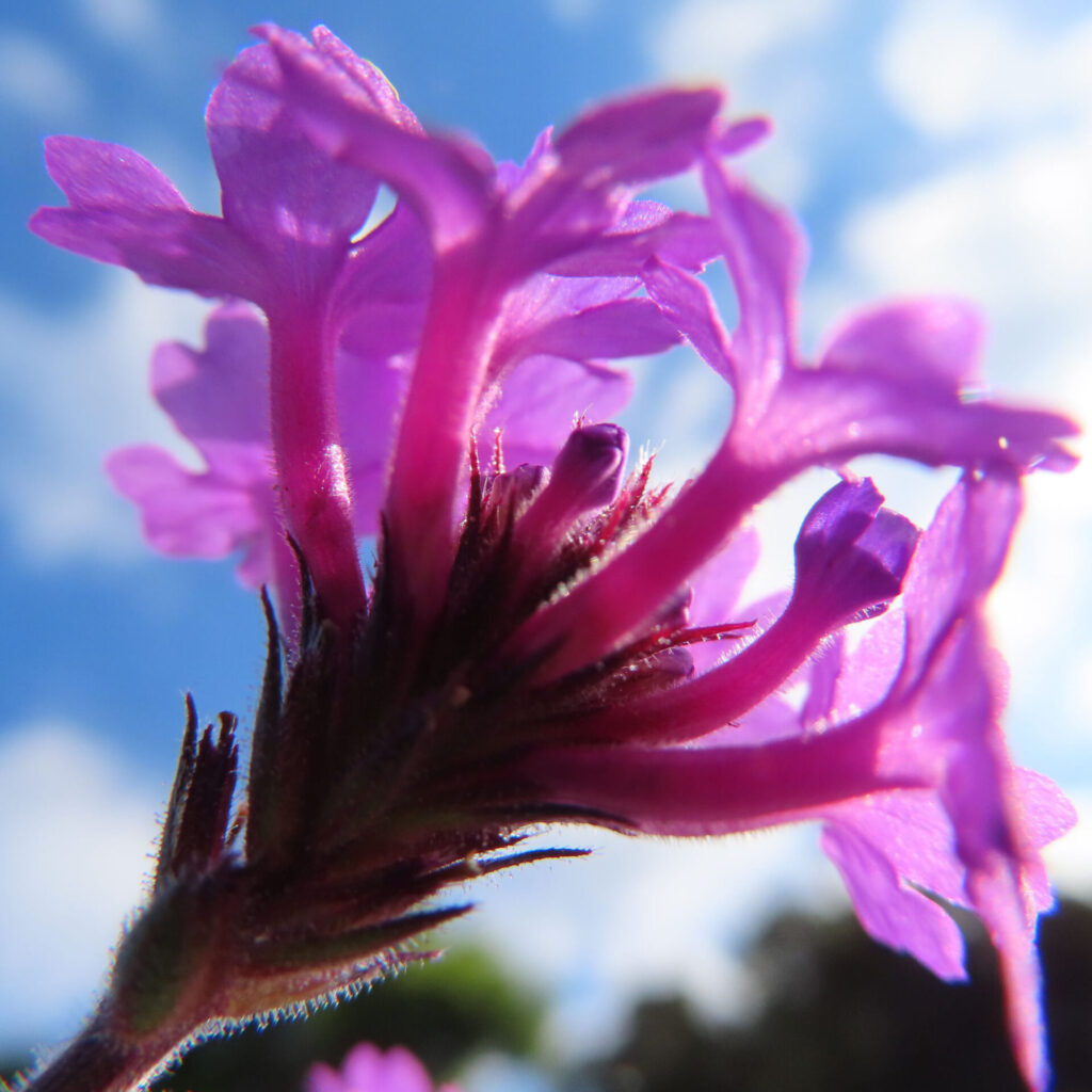 青空を背景に、下から見上げた紫色のシュッコンバーベナの花を捉えたクローズアップ写真
