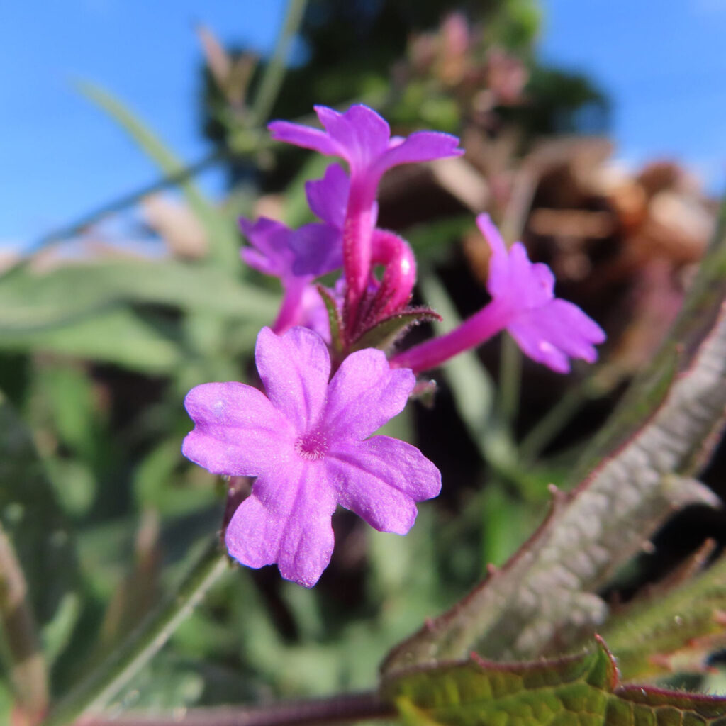 緑の葉を背景に紫色のシュッコンバーベナが咲くクローズアップ写真