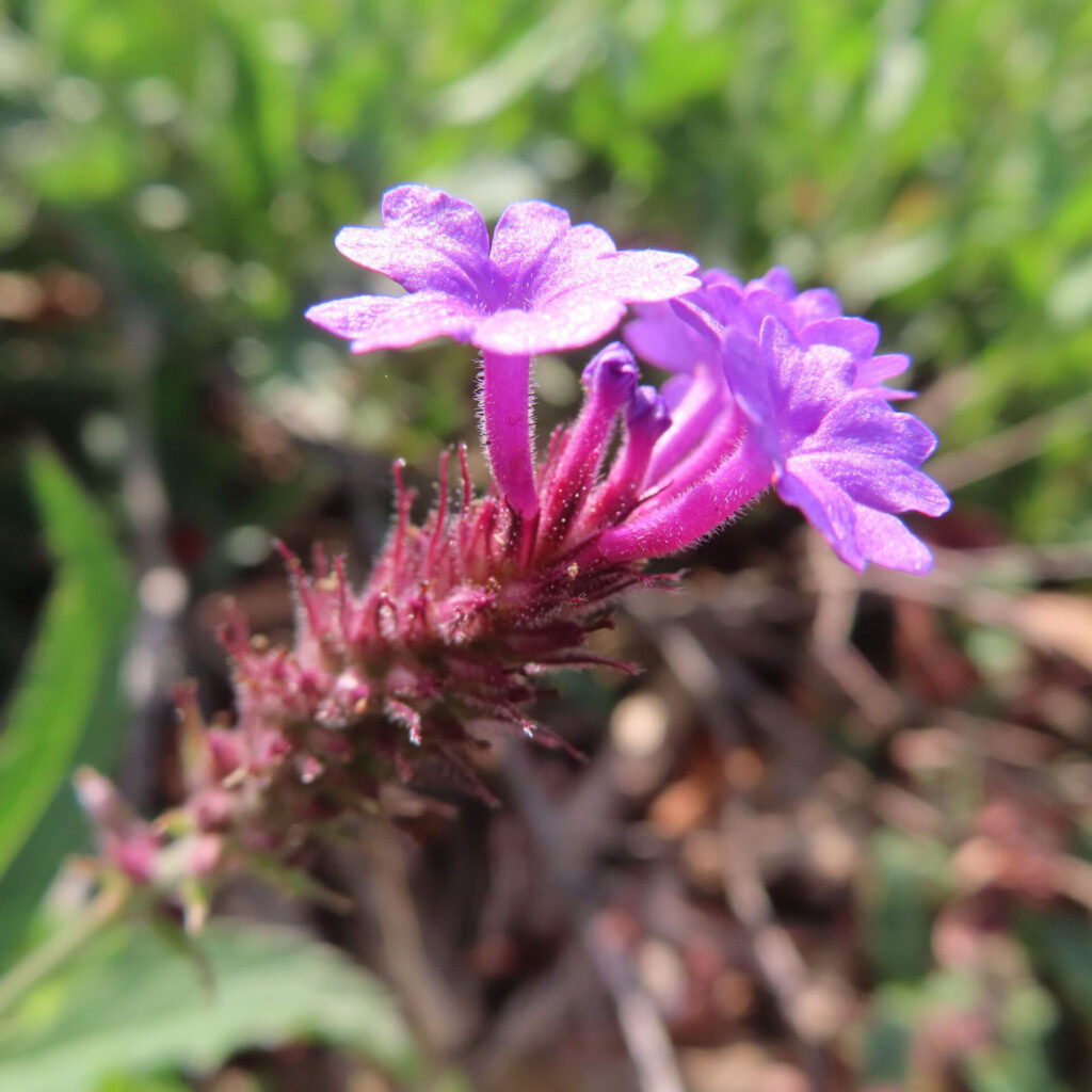 緑の草地で紫色のシュッコンバーベナが咲く様子を捉えたクローズアップ写真