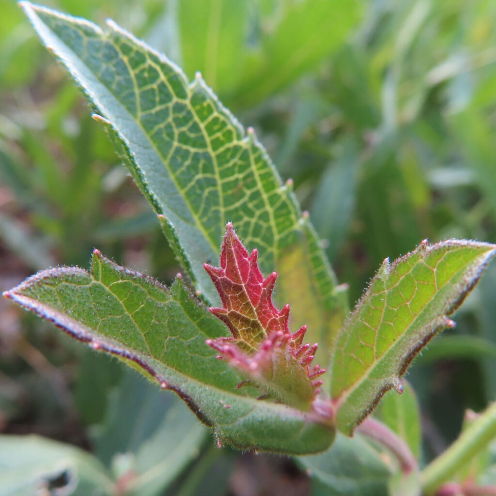 緑の葉の中から赤く色づいた若葉が伸びるシュッコンバーベナの新芽のクローズアップ写真