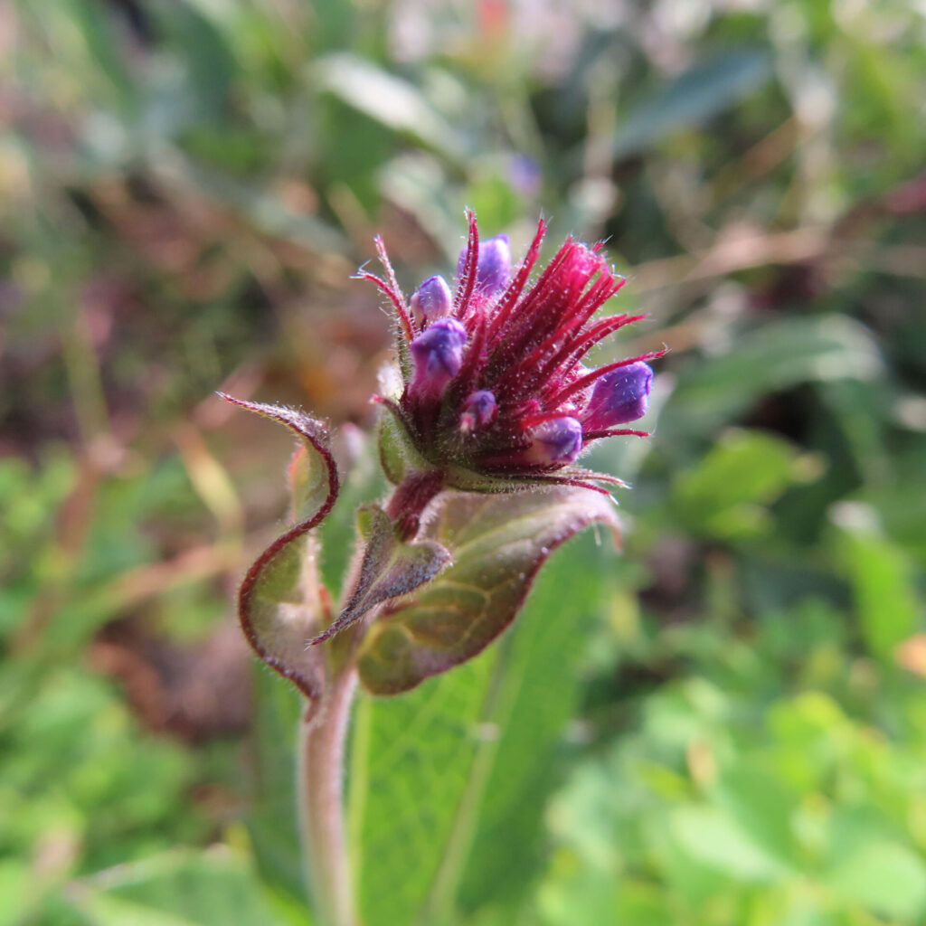 緑の中で赤い萼と紫の蕾が立ち上がるシュッコンバーベナのつぼみを撮影したクローズアップ写真