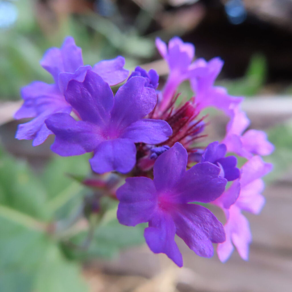 紫色のシュッコンバーベナの花が密集して咲くクローズアップ写真