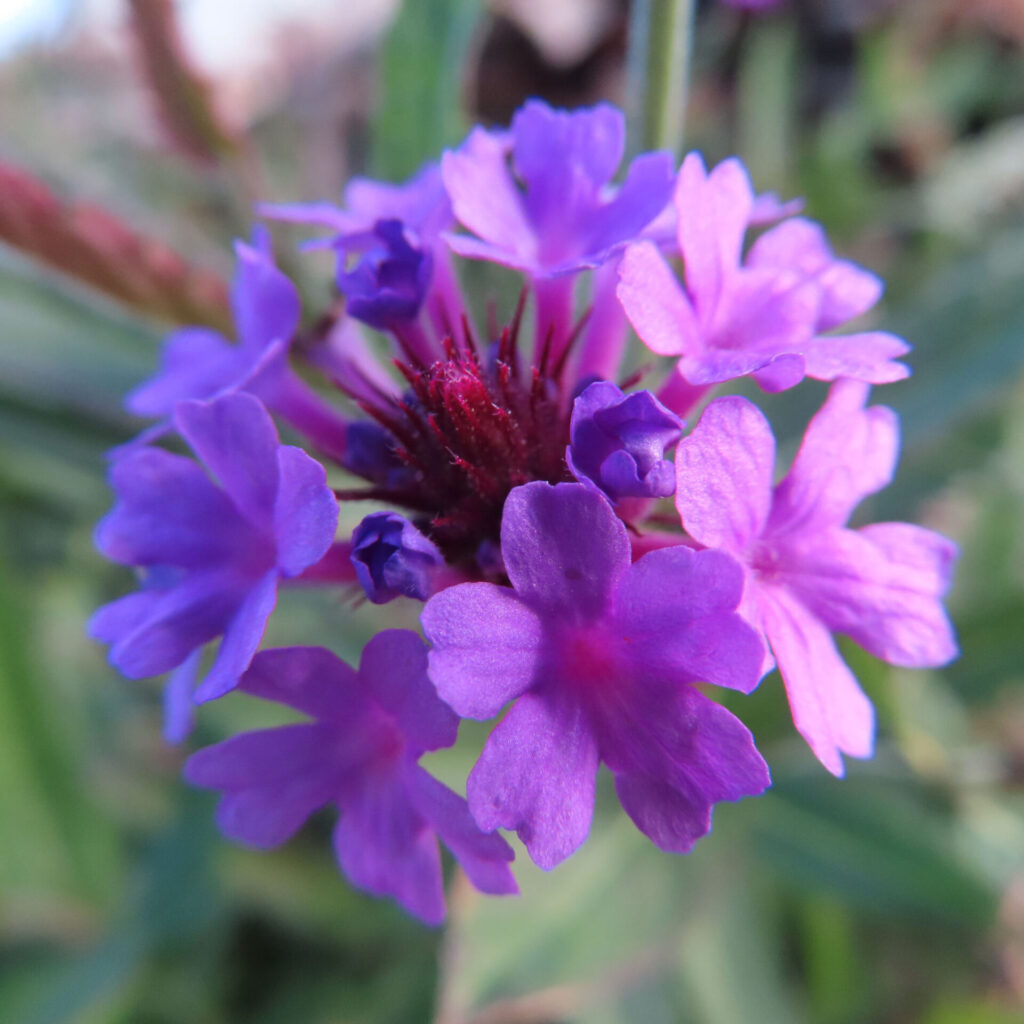 紫色のシュッコンバーベナが丸く集まって咲くクローズアップ写真