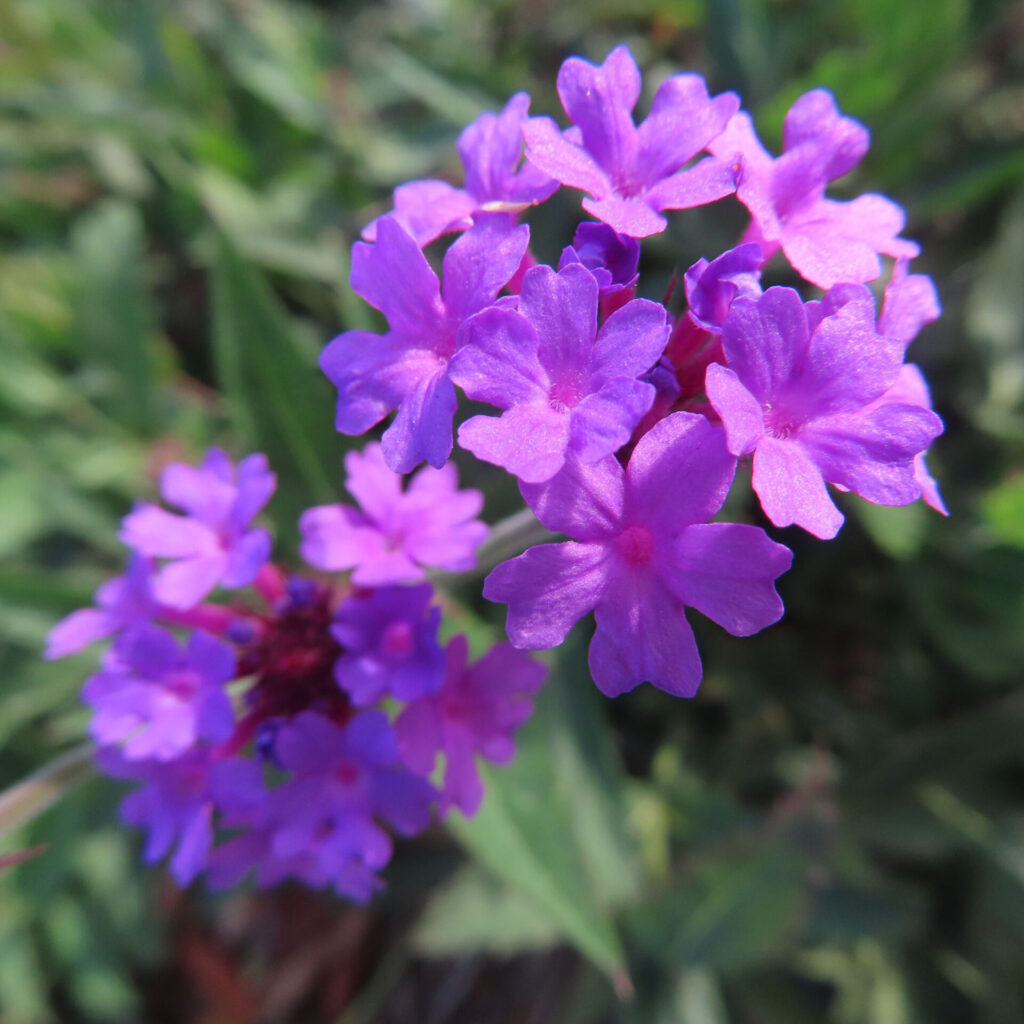 紫色の花が房状に咲くシュッコンバーベナのクローズアップ写真