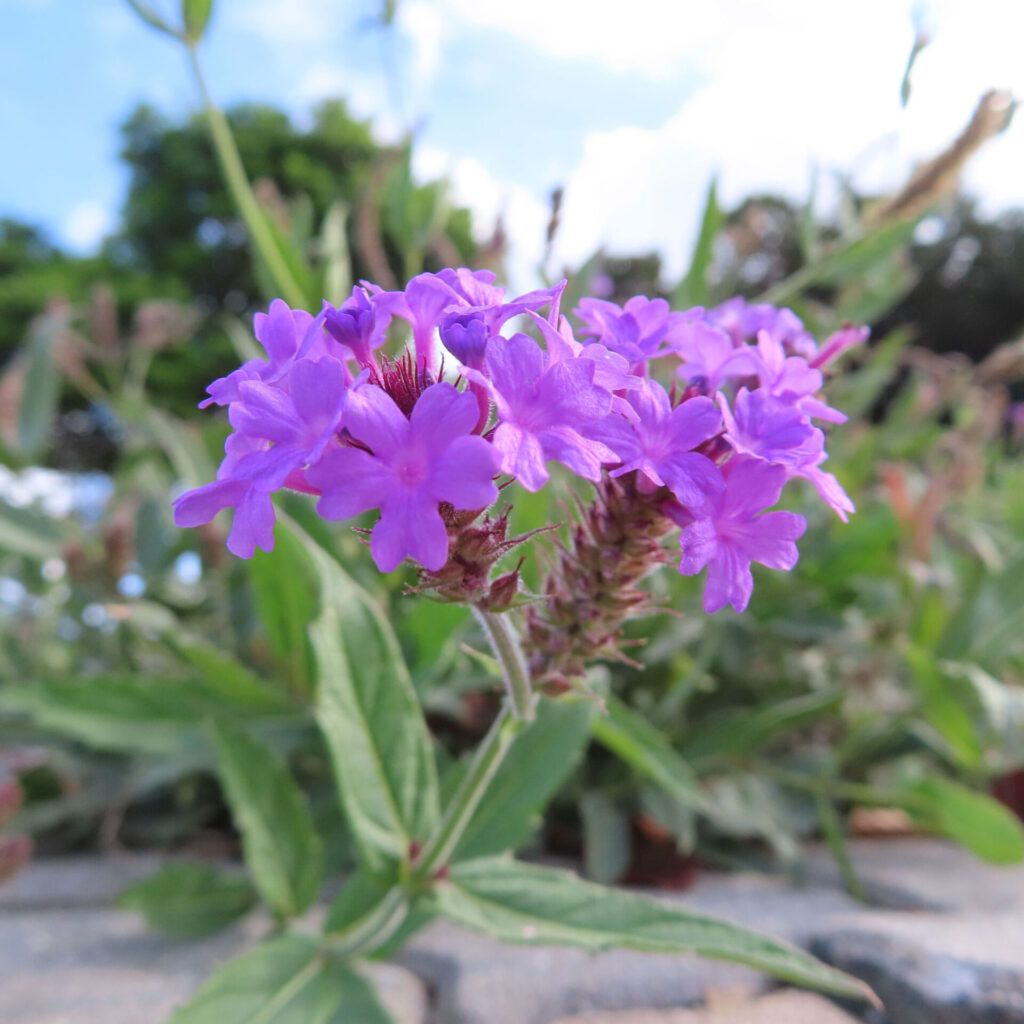 青空を背景に紫色のシュッコンバーベナが群れて咲くクローズアップ写真