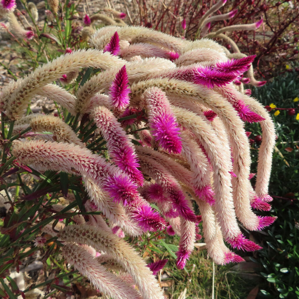 先端が鮮やかなピンク色に染まったケイトウ（セロシア）の細長い花穂が垂れ下がる様子を写した高解像度写真