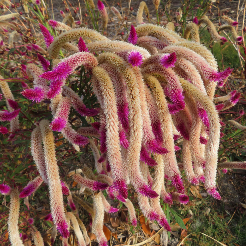 鮮やかなピンク色の先端をもつ細長いケイトウ（セロシア）の花穂が密に垂れ下がる様子を捉えた高解像度写真