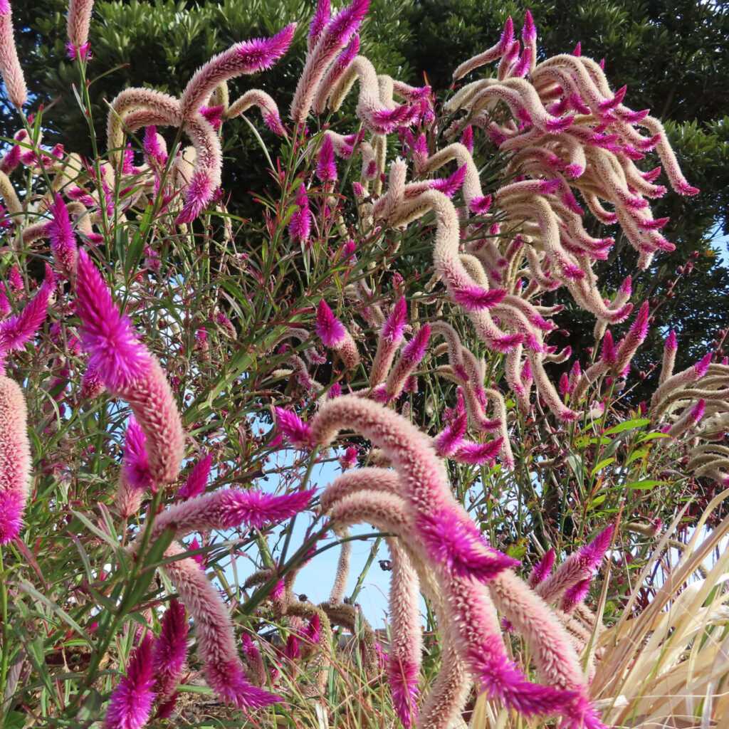 鮮やかなピンク色の先端をもつ細長いケイトウ（セロシア）の花穂が群生し、空に向かって伸びる姿を写した高解像度写真