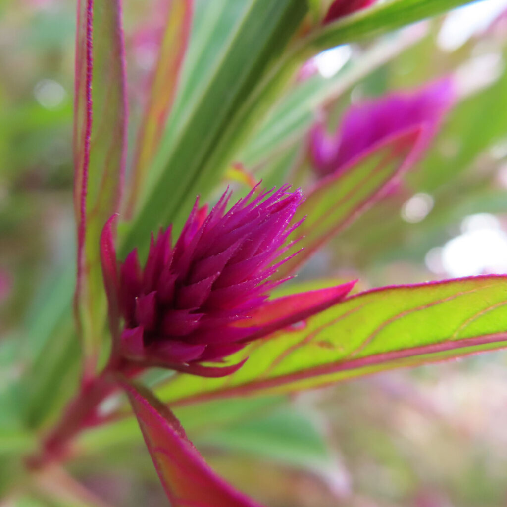 鮮やかな紫紅色のケイトウ（セロシア）の蕾を葉越しに接写した高解像度マクロ写真