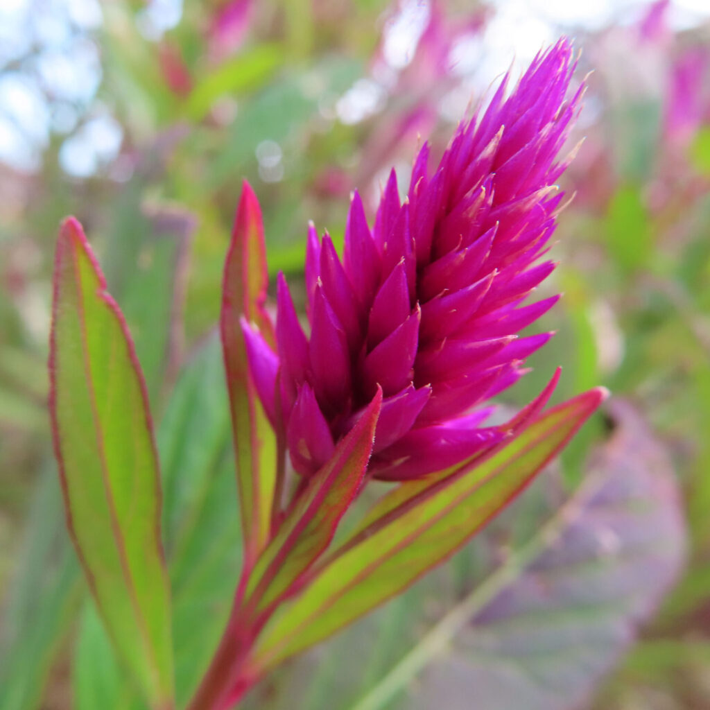 鮮やかな紫紅色のケイトウ（セロシア）の花穂を葉とともに接写した高解像度マクロ写真