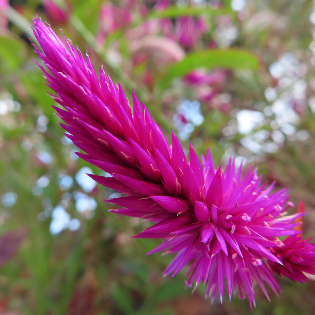 鮮やかな紫紅色のケイトウ（セロシア）の花穂を背景をぼかして接写した高解像度マクロ写真