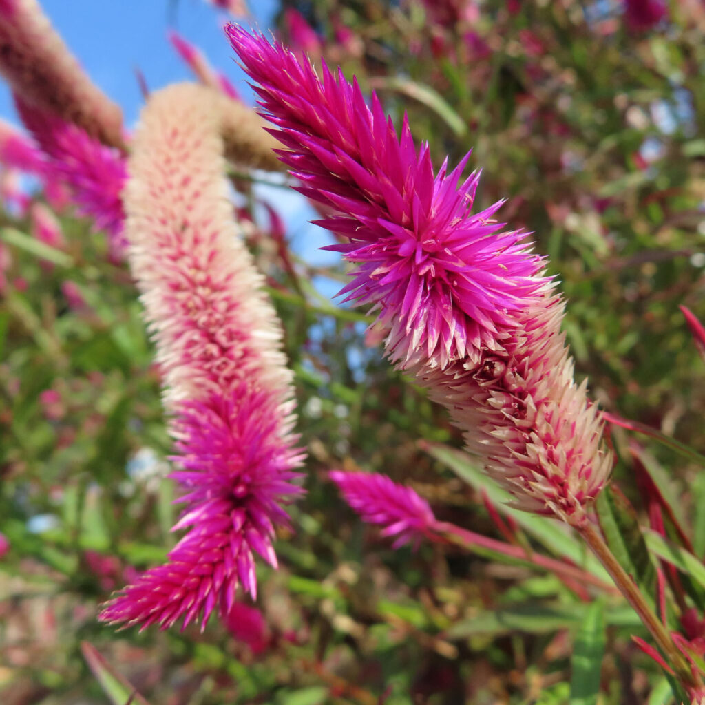 鮮やかなピンク色のケイトウ（セロシア）の花穂が青空の下で立体的に際立つ様子を捉えた高解像度写真