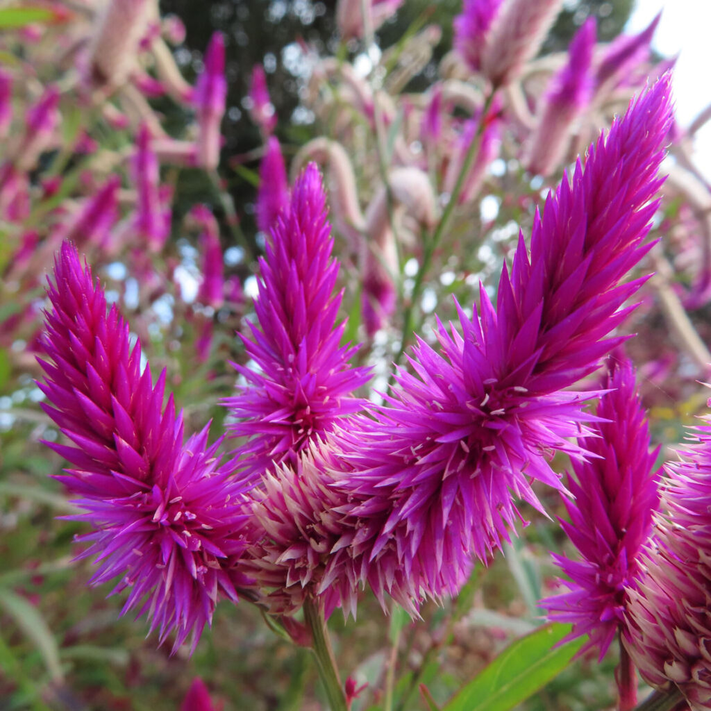 鮮やかな紫紅色のケイトウ（セロシア）の花穂が複数立ち上がる姿をクローズアップで捉えた高解像度写真